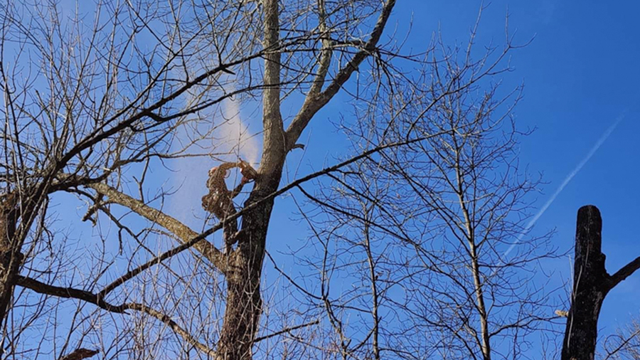 climber using chainsaw to cut down tree while supported by crane