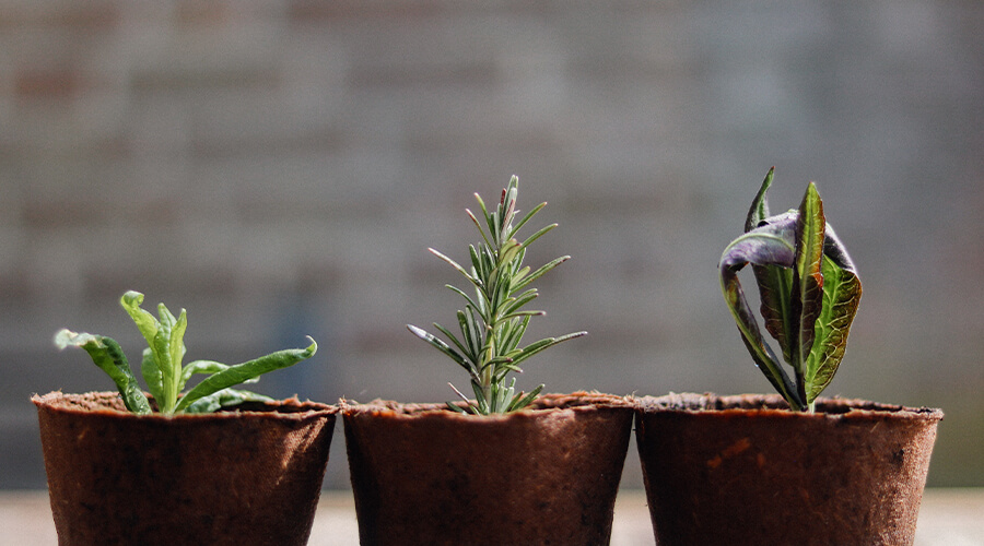 planting-new-trees