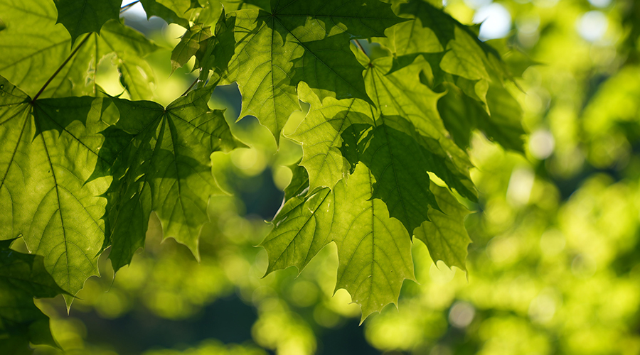 tree-planting-provides-natural-habitats-for-animals