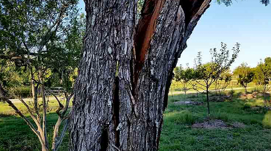 splitting tree trunk