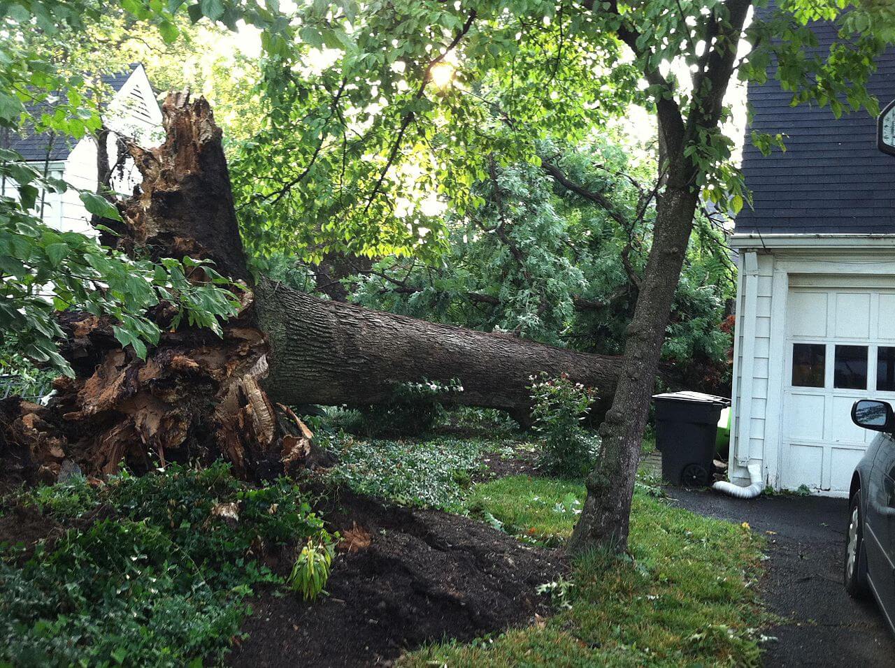 storm cleanup fallen tree next to house