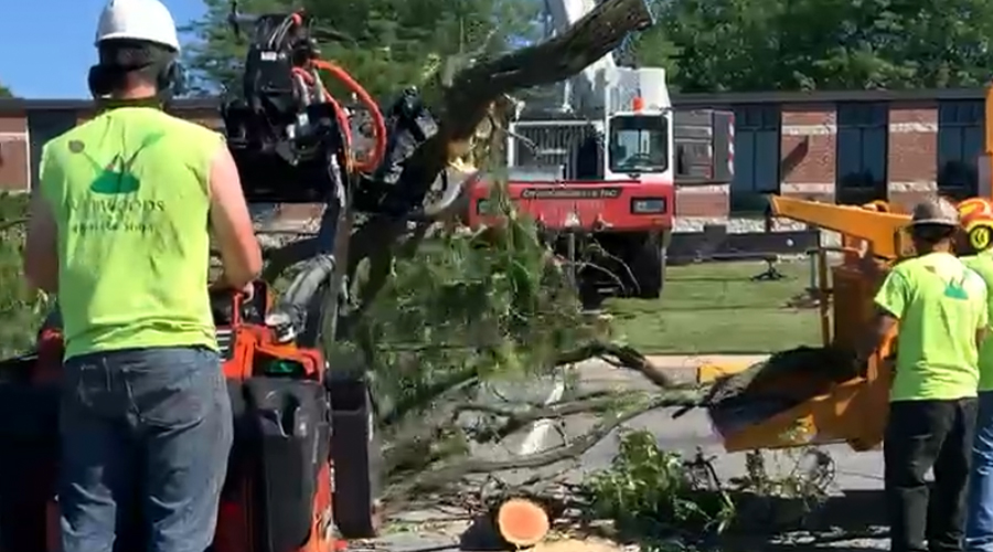 climber using chainsaw to cut down tree while supported by crane