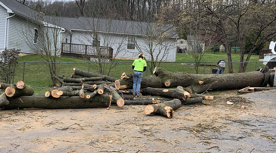 stump-grinding-and-wood-chipping