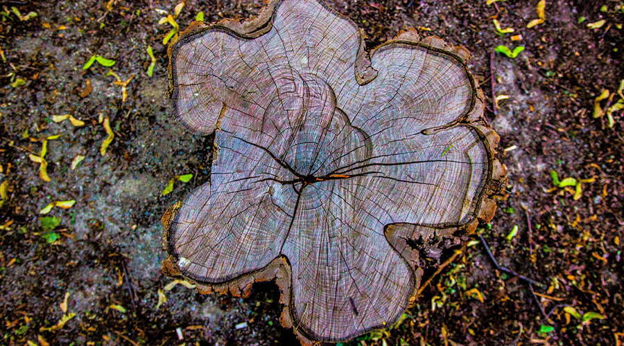 stump-grinding