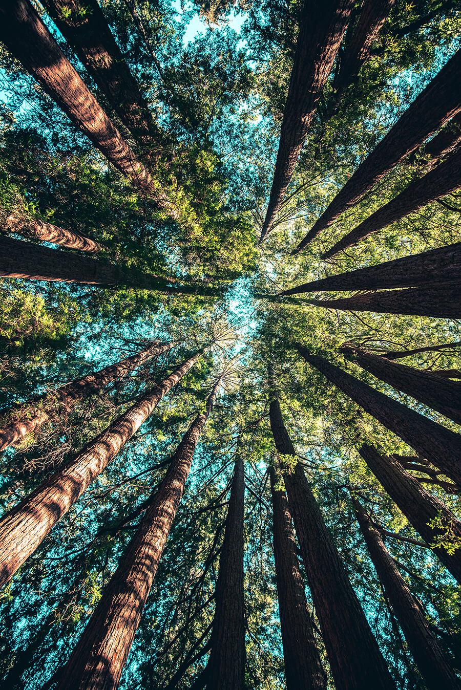 tree-care-and-tree-maintenance