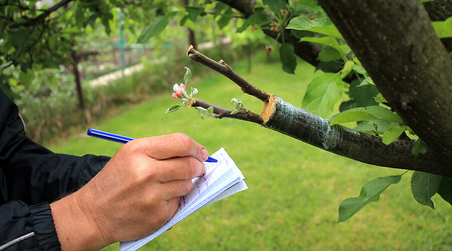 tree-care-plan