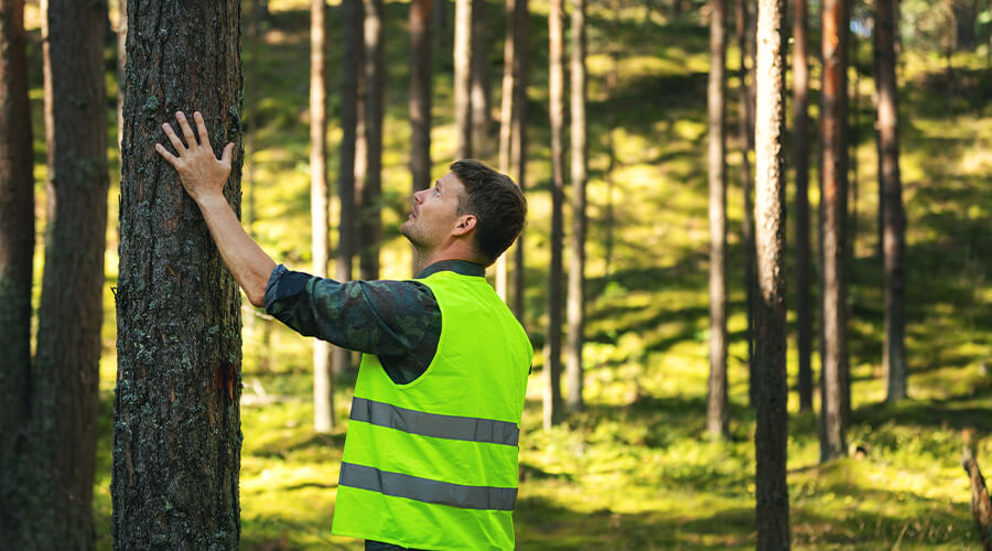 tree-health-inspection