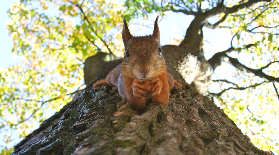 tree-planting-provides-natural-habitats-for-animals