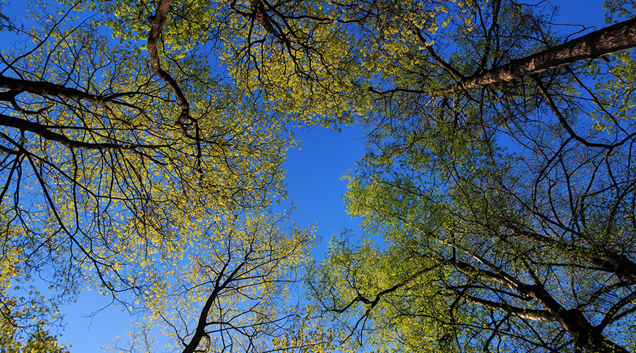 tree pruning crowning