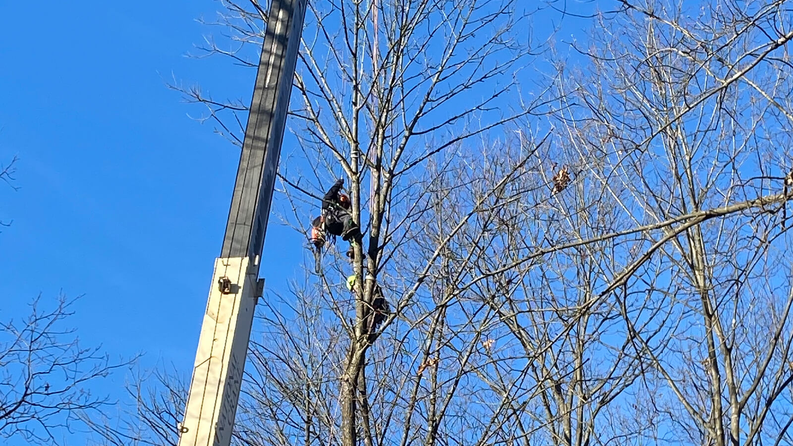 tree pruning