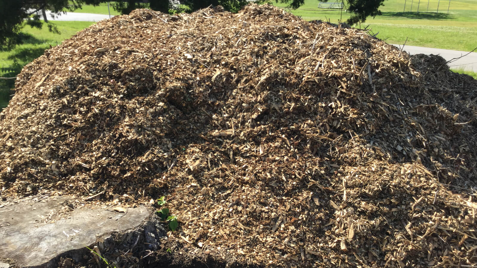 wood chip pile